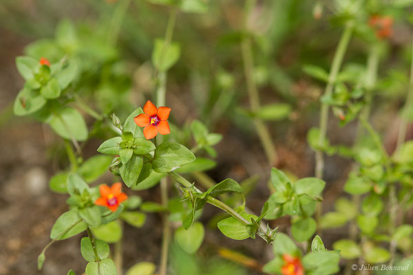 Mouron rouge — Lysimachia arvensis (L.) U.Manns & Anderb., 2009, (La Brède (33), France, le 13/06/2019)