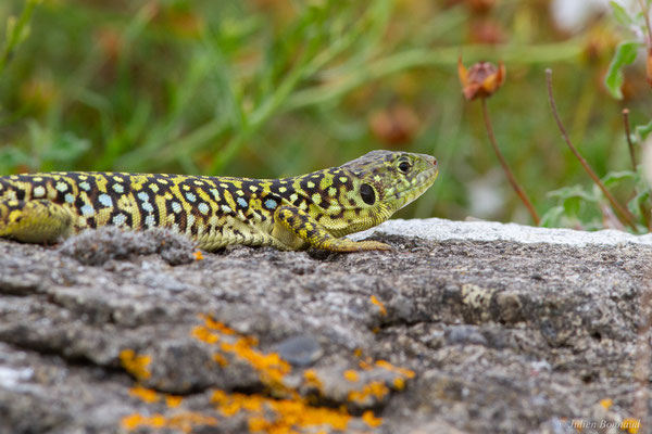 Lézard ocellé — Timon lepidus (Daudin, 1802), (femelle adulte), (Tarnos (64), France), le 05/06/2025)