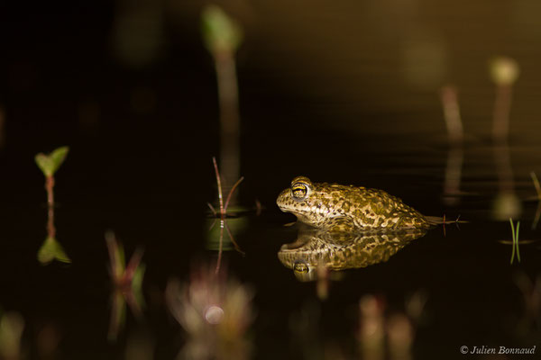 Crapaud calamite — Epidalea calamita (Laurenti, 1768)