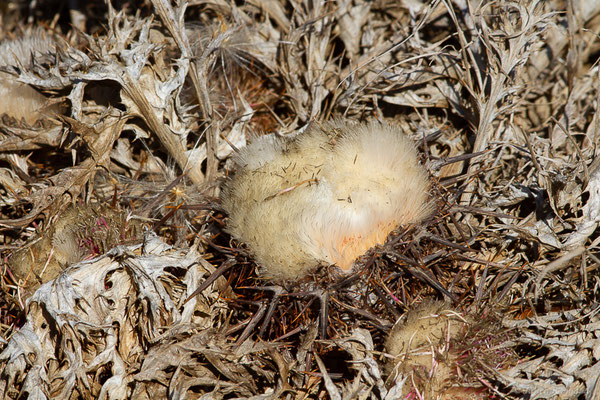 Carline à gomme, Atractyle à gomme — Carlina gummifera (L.) Less., 1832