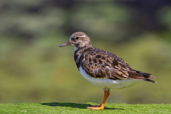 Tournepierre à collier — Arenaria interpres (Linnaeus, 1758), (Anglet (64), France, le 10/08/2024)