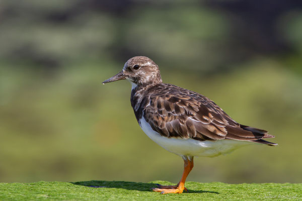Tournepierre à collier — Arenaria interpres (Linnaeus, 1758)