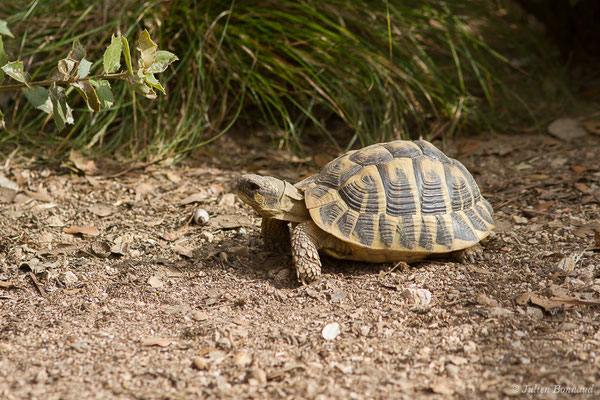 Tortue d'Hermann — Testudo hermanni (Gmelin, 1789), (Moltifao (2B), France, le 10/09/2019)