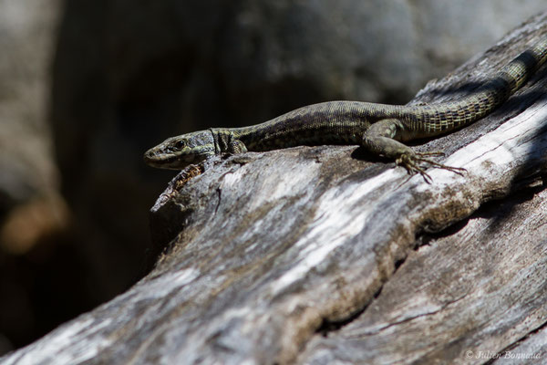 Lézard des murailles — Podarcis muralis (Laurenti, 1768)