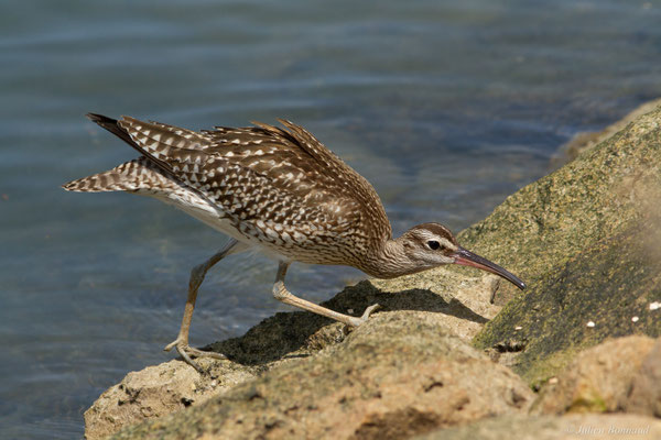 Courlis corlieu — Numenius phaeopus (Linnaeus, 1758)