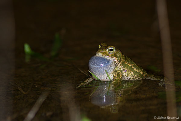 Crapaud calamite — Epidalea calamita (Laurenti, 1768)