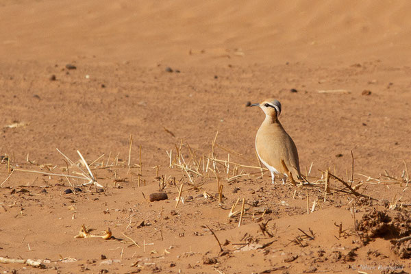 Courvite isabelle — Cursorius cursor (Latham, 1787), (Parc national d'Iriqui (Souss-Massa-Draâ, Guelmim-Es Semara), Maroc, le 12/02/2023)