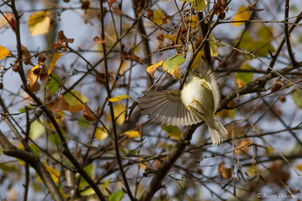 Pouillot à grands sourcils (Phylloscopus inornatus) (Hélioparc, Pau (64), France, le 18/12/2018)