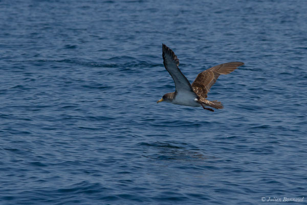 Puffin cendré — Calonectris borealis (Cory, 1881), (Sagres (Vila do Bispo), (Algarve), Portugal, le 31/08/2018)