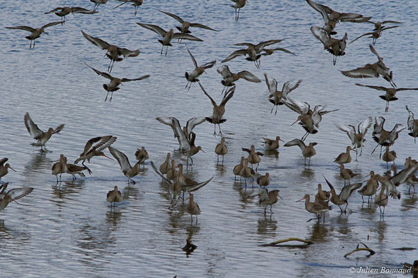 Barge à queue noire — Limosa limosa (Linnaeus, 1758), (réserve ornithologique du Teich (33), France, le 24/01/2018)