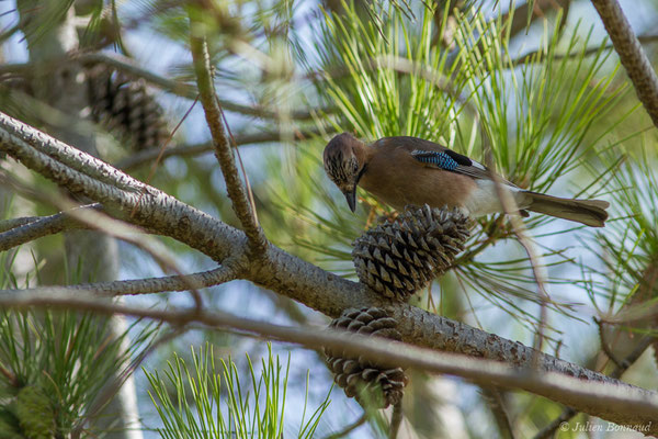 Geai des chênes — Garrulus glandarius (Linnaeus, 1758), (Ria Formosa (Faro), (Algarve), Portugal, le 01/09/2018) (Ria Formosa (Faro), (Algarve), Portugal, le 01/09/2018)