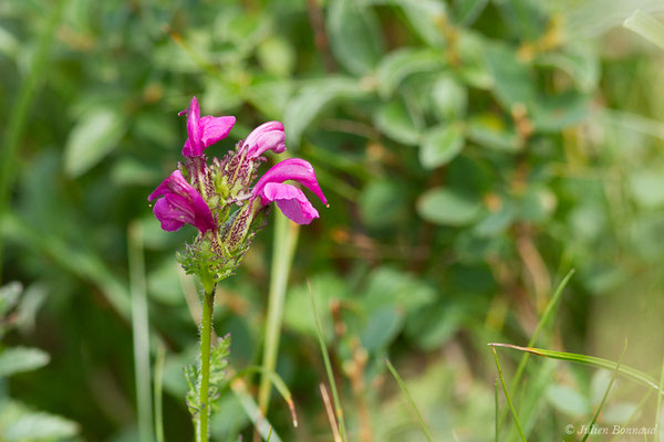 Pédiculaire des Pyrénées — Pedicularis pyrenaica J.Gay, 1832, (Station de ski de Gourette, Eaux Bonnes (64), France, le 29/07/2021)
