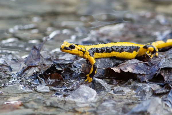 Salamandre tachetée — Salamandra salamandra fastuosa (Schreiber, 1912), (adulte) (Station de ski de La Pierre Saint-Martin, Arette (64), France, le 05/05/2023)