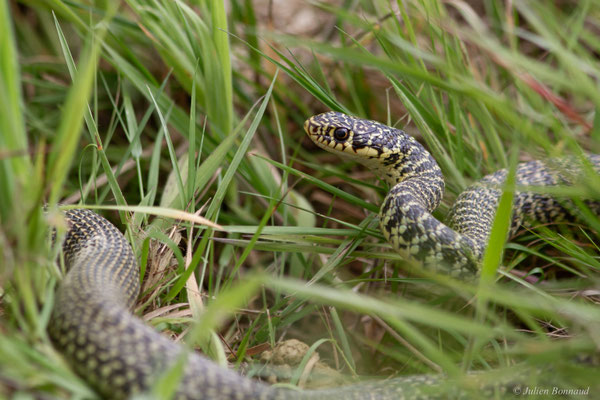 Couleuvre verte et jaune — Hierophis viridiflavus (Lacepède, 1789)