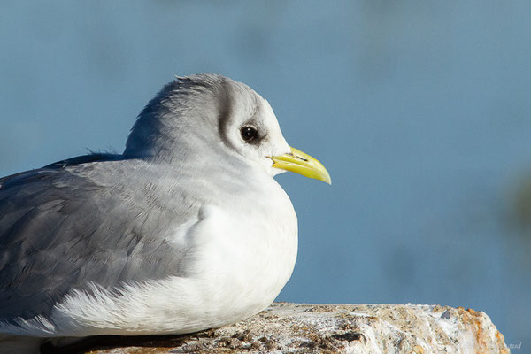 Mouette tridactyle — Rissa tridactyla (Linnaeus, 1758), (Guiche (64), France, le 10/12/2022)