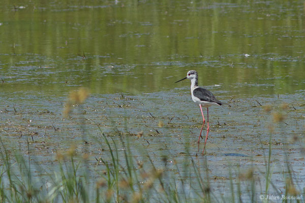 Échasse blanche — Himantopus himantopus (Linnaeus, 1758), (adulte) (Braud-et-Saint-Louis (33), France, le 21/06/2018)