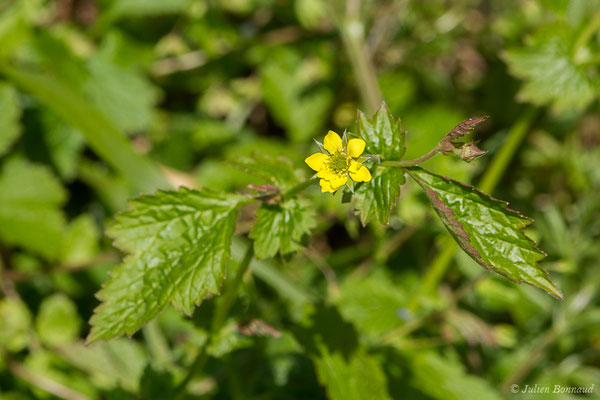 Benoîte commune, Herbe de saint Benoît — Geum urbanum L., 1753, (Lacommande (64), France, le 24/03/2021)