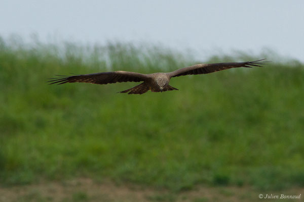Milan noir – Milvus migrans (Boddaert, 1783), (adulte) (Pihourc, Lieoux (31), France, le 29/05/2018)
