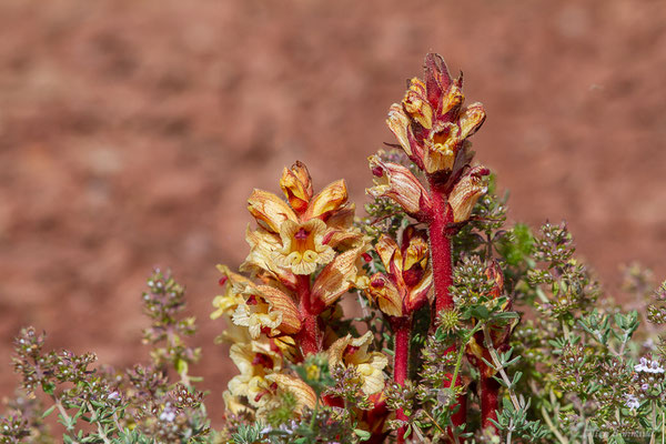 Orobanche blanche, Orobanche du thym — Orobanche alba Stephan ex Willd., 1800, (Lac du Salagou, Clermont-l'Hérault (34), France, le 02/05/2025)
