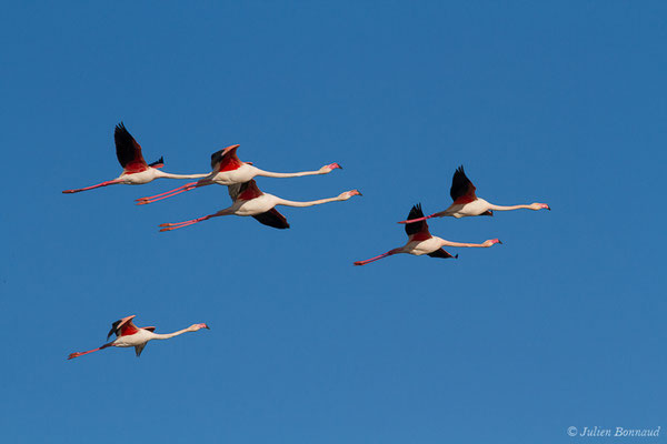 Flamant rose – Phoenicopterus roseus Pallas, 1811, (Parc ornithologique de Pont de Gau (13), France, le 20/02/2020)