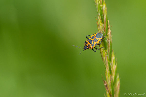 Punaise rouge du chou, ou Punaise ornée — Eurydema ornata (Linnaeus, 1758), (Braud-et-Saint-Louis (33), France, le 04/07/2018)