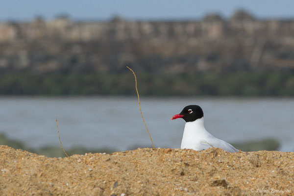 Mouette mélanocéphale — Ichthyaetus melanocephalus (Temminck, 1820), (Anglet (64), France, le 10/03/2020)