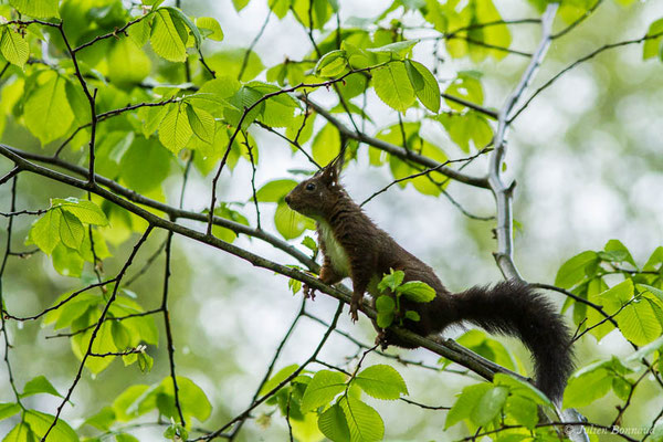 Écureuil roux — Sciurus vulgaris Linnaeus, 1758, (Luz-Saint-Sauveur (65), France, le 05/05/2021)
