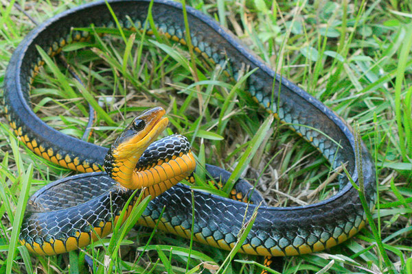 Couleuvre carénée — Chironius carinatus (Linnaeus, 1758), (Lycée agricole de Matiti, Guyane, le 23/07/2014)