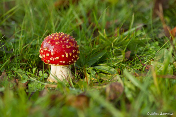 Amanite tue-mouches (Amanita muscaria) (Neulliac (56), France, le 12/12/2017)