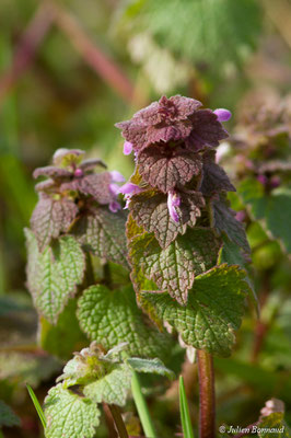 Lamier pourpre — Lamium purpureum L., 1753