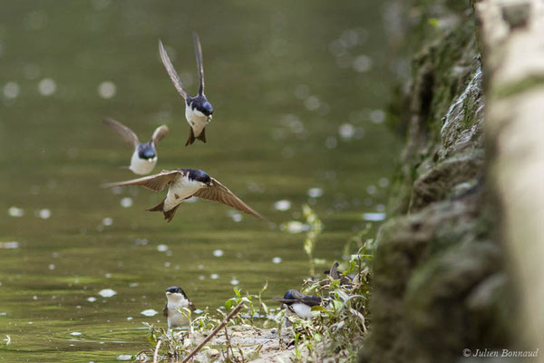 Hirondelle de fenêtre (Delichon urbicum) (Bidache (64), France, le 25/05/2021)