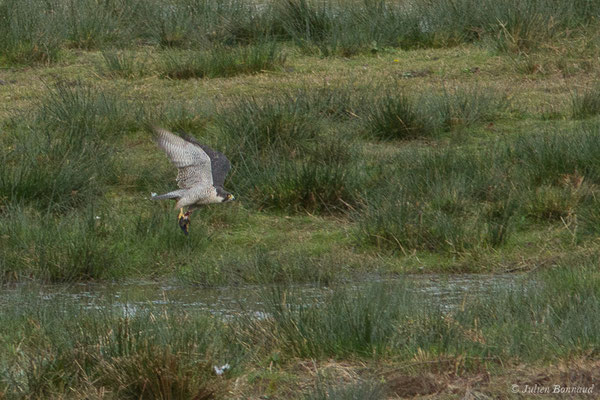 Faucon pèlerin — Falco peregrinus Tunstall, 1771, (réserve des barthes de Saint-Martin-de-Seignanx (64), France, le 19/01/2019)