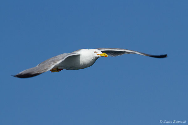 Goéland cantabrique — Larus michahellis lusitanius Joiris, 1978, (Saint-Jean-de-Luz (64), France, le 20/04/2019)