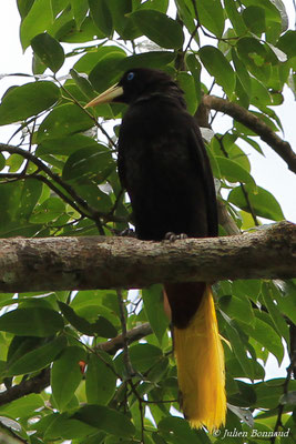 Cassique huppé (Psarocolius decumanus) (crique Canceler, Sinnamary, le 04/04/2016)