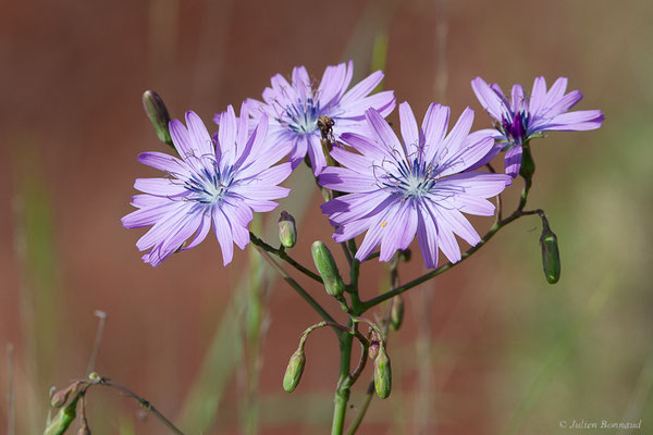 Laitue vivace — Lactuca perennis L., 1753, (Lac du Salagou, Clermont-l'Hérault (34), France, le 02/05/2025)