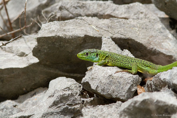 Lézard à deux raies — Lacerta bilineata (Daudin, 1802)
