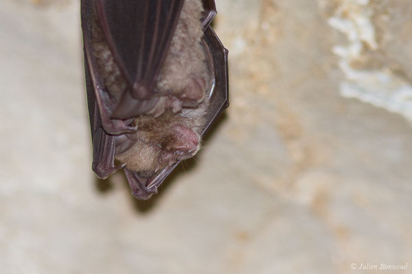 Grand rhinolophe – Rhinolophus ferrumequinum (Schreber, 1774), (Camous (65), France, le 09/03/2021)