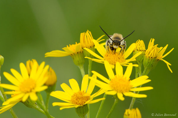 Collète lapin — Colletes cunicularius (Linnaeus, 1761), (réservoir de La Barne, Jû-Belloc (32), France, le 29/05/2018)