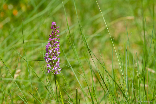Gymnadénie moucheron, Orchis moucheron, Orchis moustique — Gymnadenia conopsea (L.) R.Br., 1813
