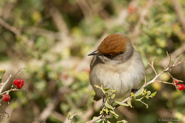 Fauvette à tête noire — Sylvia atricapilla (Linnaeus, 1758), (Parc national de Souss-Massa, Sidi Binzarne, Maroc, le 02/02/2023)