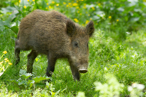 Sanglier — Sus scrofa Linnaeus, 1758, (La Ferme aux Cerfs, Le Houga (32), France, le 10/05/2023)