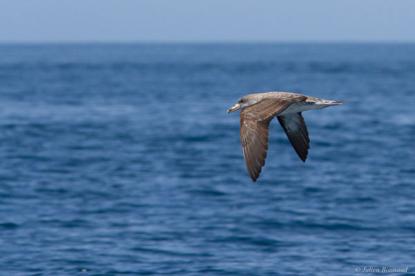 Puffin cendré — Calonectris diomedea (Scopoli, 1769), (Sagres (Vila do Bispo), (Algarve), Portugal, le 31/08/2018)