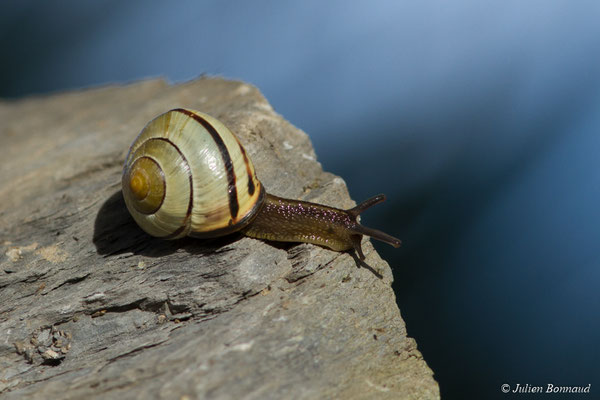 Escargot des haies — Cepaea nemoralis (Linnaeus, 1758)