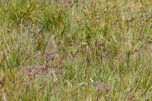 Pipit des arbres — Anthus trivialis (Linnaeus, 1758), (Arengosse (40), France, le 14/04/2021)