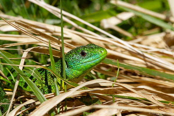 Lézard à deux raies — Lacerta bilineata Daudin, 1802, (Etsaut (64), France, le 12/04/2024)