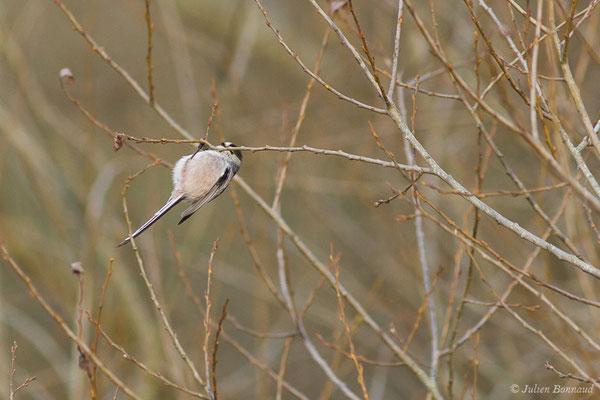 Orite à longue queue — Aegithalos caudatus (Linnaeus, 1758), (réserve des barthes de Saint-Martin-de-Seignanx (64), France, le 19/01/2019)