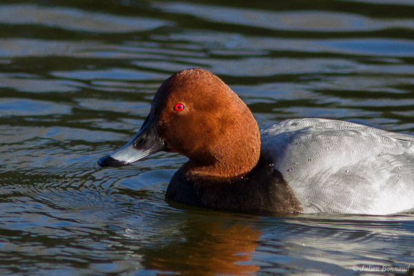 Fuligule milouin — Aythya ferina (Linnaeus, 1758), (mâle en plumage nuptial) (Parc écologique Plaiaundi, Irun, Espagne, le 20/12/2020)