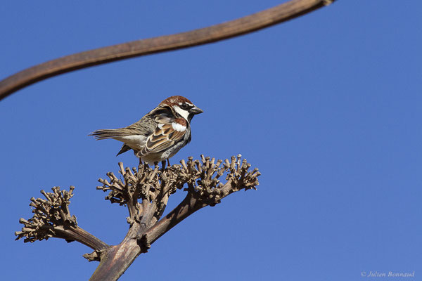 Moineau espagnol – Passer hispaniolensis (Temminck, 1820), (La Matilla, Fuerteventura, (Iles Canaries, Espagne), le 18/02/2022)