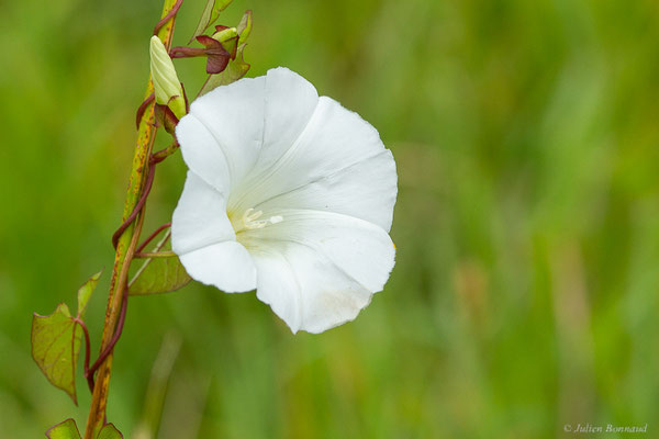 Liseron des haies — Convolvulus sepium L., 1753