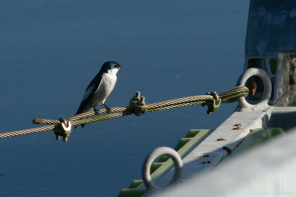 Hirondelle à ailes blanches — Tachycineta albiventer (Boddaert, 1785)